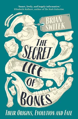 Cover image for The Secret Life of Bones: Their Origins, Evolution and Fate