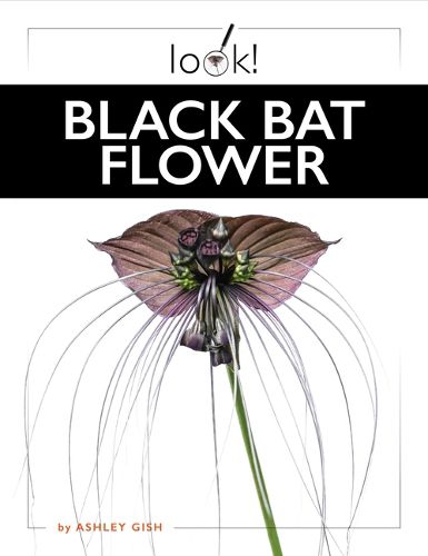 Cover image for Black Bat Flower
