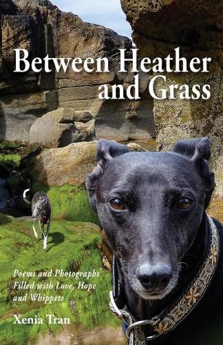 Cover image for Between Heather and Grass: Poems and Photographs Filled with Love, Hope and Whippets