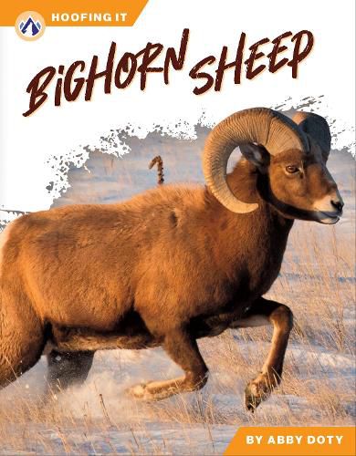 Cover image for Bighorn Sheep