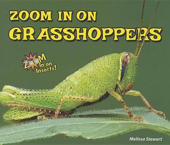 Zoom in on Grasshoppers