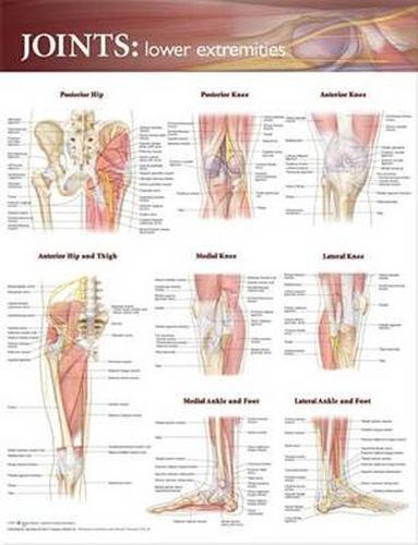 Cover image for Joints of the Lower Extremities Anatomical Chart