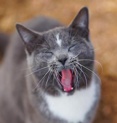 Cover image for Colorado Barn Cats - Skunk and Chauncey