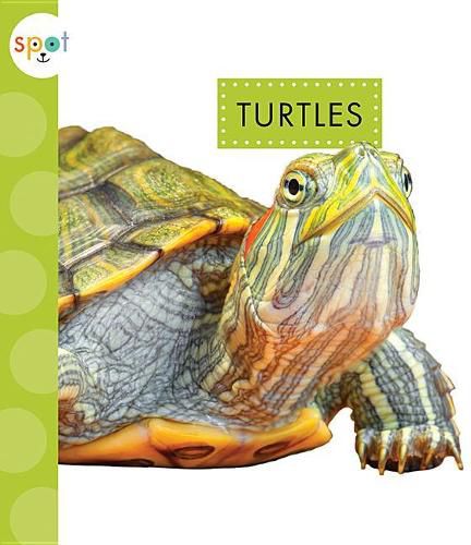 Cover image for Turtles