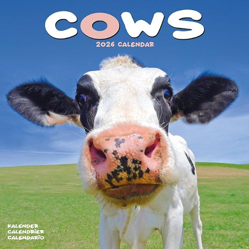 Cover image for Cows Calendar 2026 Square Farm Animal Wall Calendar - 16 Month