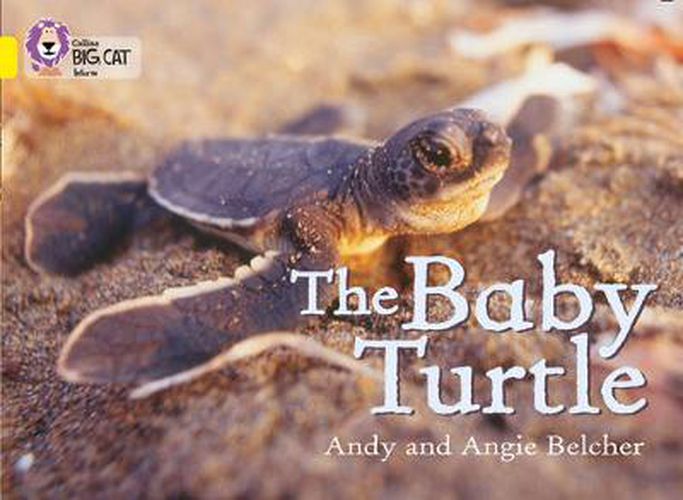 Cover image for The Baby Turtle: Band 03/Yellow