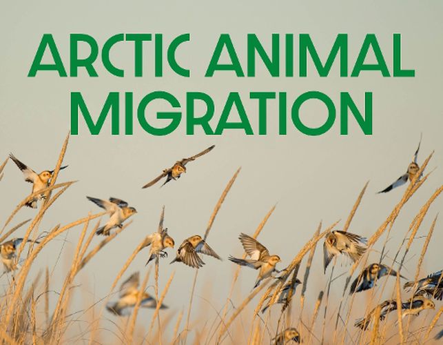 Arctic Animal Migration