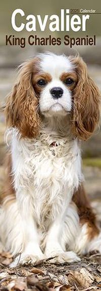 Cover image for Cavalier King Charles Slim Calendar 2025 Dog Breed Slimline Calendar - 12 Month