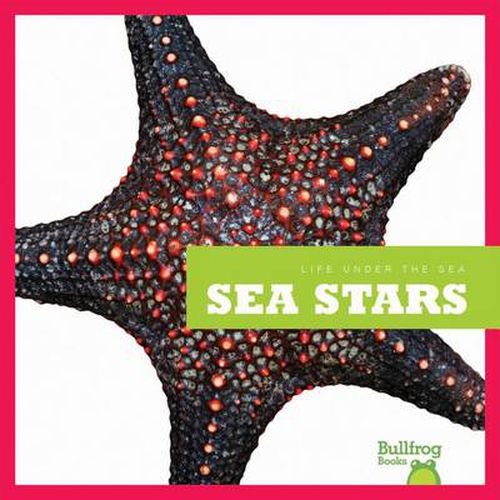 Life Under the Sea: Sea Stars