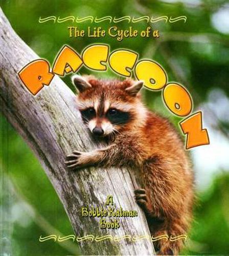 The Life Cycle of a Raccoon