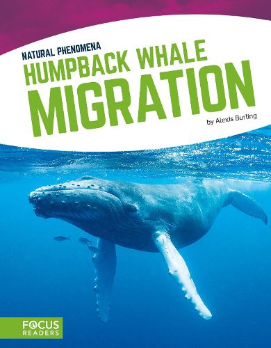 Natural Phenomena: Humpback Whale Migration