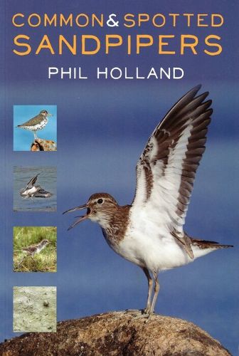 Cover image for Common and Spotted Sandpipers
