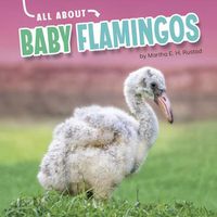 Cover image for All about Baby Flamingos