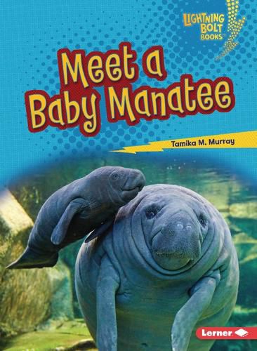 Meet a Baby Manatee