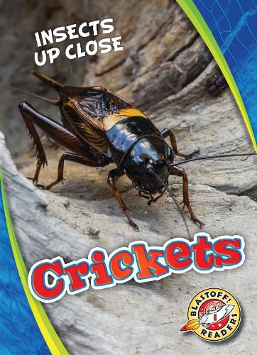 Cover image for Crickets
