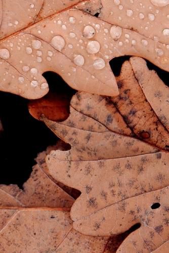 Cover image for Resistencia Camponesa No Contexto Da Agricultura Capitalist