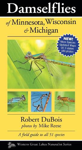 Cover image for Damselflies of Minnesota, Wisconsin & Michigan