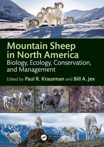 Cover image for Mountain Sheep in North America