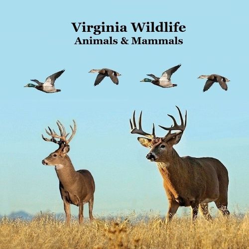 Cover image for Virginia Animals and Mammals Kids Wildlife Book