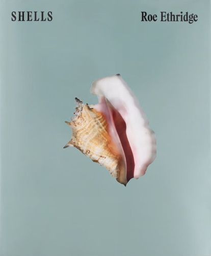 Cover image for SHELLS