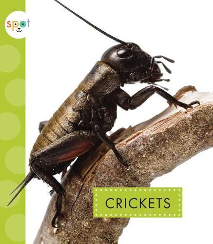 Cover image for Crickets