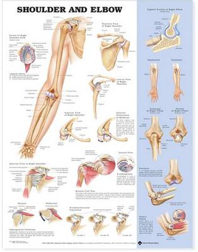 Cover image for Shoulder and Elbow Anatomical Chart