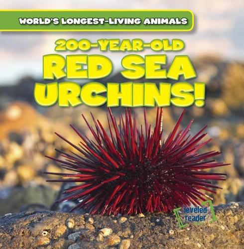 Cover image for 200-Year-Old Red Sea Urchins!