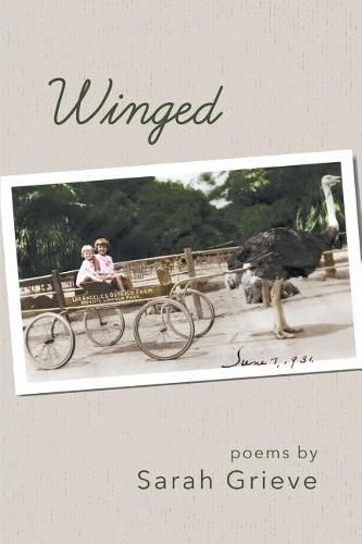 Cover image for Winged