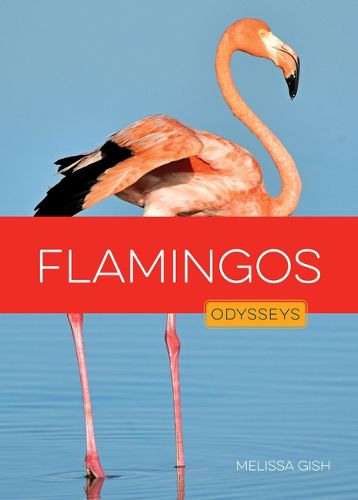 Cover image for Flamingos