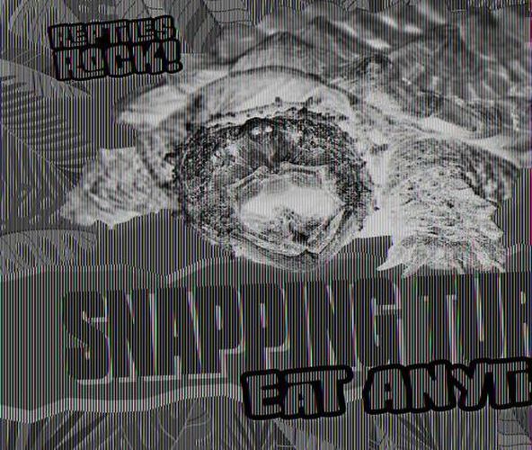 Cover image for Snapping Turtles Eat Anything!