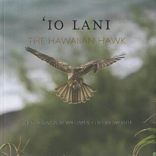 Io Lani: The Hawaiian Hawk