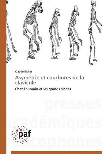 Cover image for Asymetrie Et Courbures de la Clavicule