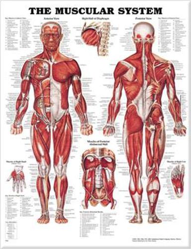 Cover image for The Muscular System Anatomical Chart