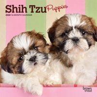 Cover image for Shih Tzu Puppies 2020 Mini Wall Calendar