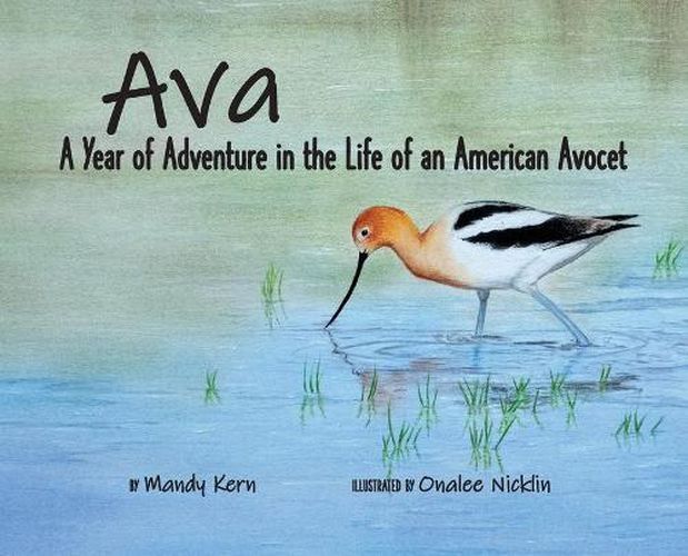 Cover image for Ava: A Year of Adventure in the Life of an American Avocet