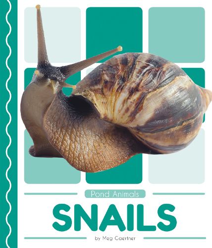 Pond Animals: Snails