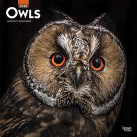 Cover image for Owls 2020 Square Wall Calendar