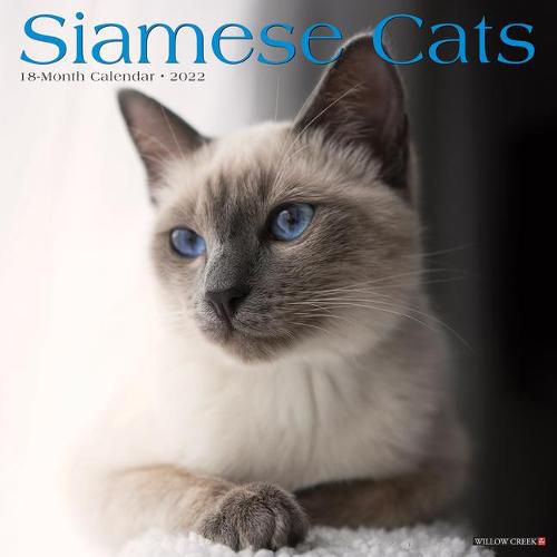Cover image for Siamese Cats 2022 Wall Calendar (Cat Breed)