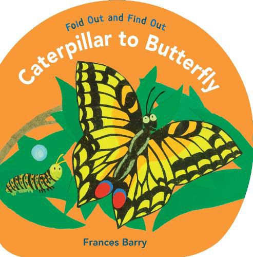 Cover image for Caterpillar to Butterfly: Fold Out and Find Out