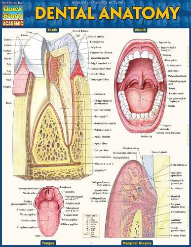 Cover image for Dental Anatomy