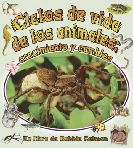 Cover image for Ciclos de Vida de Los Animales