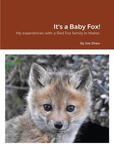 Cover image for It's a Baby Fox!