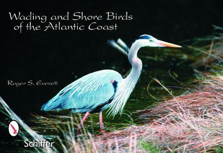 Cover image for Wading and Shore Birds of the Atlantic Coast