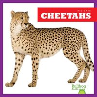 Cover image for Cheetahs