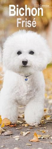 Cover image for Bichon Frise Slim Calendar 2025 Dog Breed Slimline Calendar - 12 Month