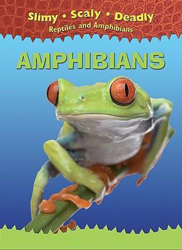 Cover image for Amphibians