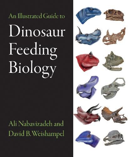 Cover image for An Illustrated Guide to Dinosaur Feeding Biology