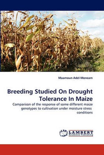 Breeding Studied On Drought Tolerance In Maize