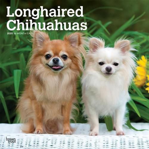 Chihuahuas Longhaired 2020 Square Wall Calendar