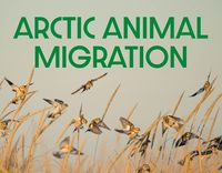 Cover image for Arctic Animal Migration